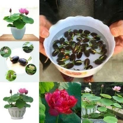 Premium Flower Seeds (40 Pcs)
