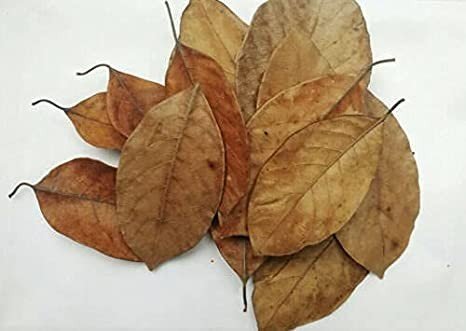 Dried Jackfruit Leaves 1oz / 25 Large Whole Leaves Loose Leaf Tea All  Naturally Grown Jack Tree Leaves 